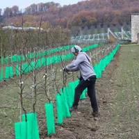 La nouvelle réglementation européenne a ouvert le marché européen des plants fruitiers.