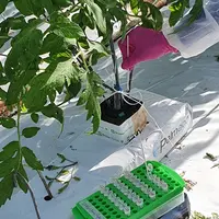 Des protocoles ont été développés pour réaliser des prélèvements sur plante et sur surfaces inertes dans les parcelles concernées par le Cmm (agent re