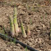 La Norvège est un débouché pour l'asperge verte de Cofruid'Oc.