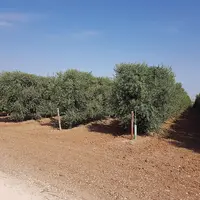 Verger en haute densité dans la région de Carmona, province de Séville.