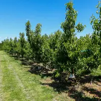 Les itinéraires alternatifs évalués dans le projet Agroécologie ont été co-construits avec les producteurs.
