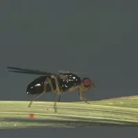 Les imagos qui mesurent entre 4 et 5 mm de long ont un corps noir et brillant avec des ailes transparentes plus longues que l’abdomen.