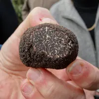 « Avec l’essor de la trufficulture et l’augmentation des superficies de truffières, les populations de Leiodes cinnamomea croissent et les dégâts se m