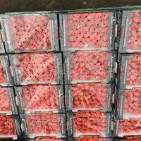 La fraise est cultivée à Plougastel-Daoulas depuis le XVIIIe siècle. © Association des producteurs ...