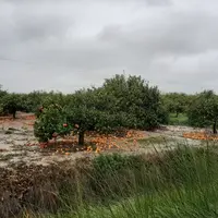 Les pertes avoisineraient 62 M€ dans la région de Valencia, concentrées sur les vergers d’agrumes tardifs. © AVA-ASAJA