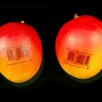 Afin de lutter contre le suremballage plastique, l’importateur rungissois Capexo lance deux innovations : la barquette bio-compostable et l’impression