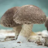 Avec la chapelle octroyée par la ville de Nantes, Le Champignon urbain entend commercialiser, en 2020, 7 t de champignons en circuits courts.  © Le Ch