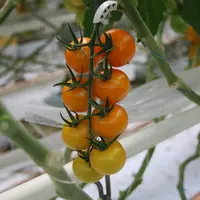 Entre 2015 et 2019, en Russie, plus de 2,8 Md€ ont été investis dans la production de légumes sous serres. (Photo d'illustration)  © Philippe Gautier