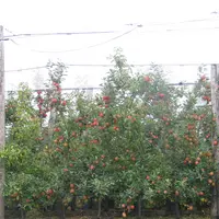 La production de pommes en 2019 avait été importante et il reste encore 40 à 45 % de la récolte en stock. © Véronique Bargain - FLD