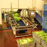 Si la production tourne à plein régime pour répondre à la demande en poireaux, choux, radis, navets, la situation est actuellement très compliquée pou