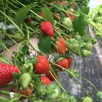 Le beau temps favorisant la consommation, des opérateurs estiment même qu’il pourrait manquer de fraises en fin de semaine. © Véronique Bargain - FLD
