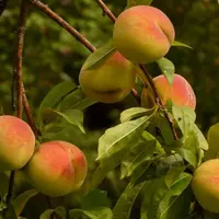 Concernant la récolte de fruits à noyau en Espagne, les situations sont contrastées d’une région productrice à l’autre. © PixHere