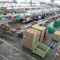50 % de la main-d’œuvre saisonnière chez Métral Fruits connaît déjà le métier en station de tri et de conditionnement. © Métral Fruits