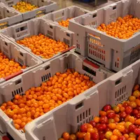 Très orientés sur la RHD et la consommation apéritive, en tomates, les petits fruits ont souffert plus que les autres segments  de la crise. © Véroniq