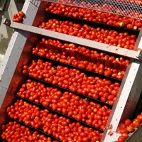 L'interprofession de la tomate d'industrie prévoit une forte demande en produits transformés en Europe en 2021.  © Sonito