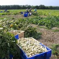 L’atelier d’écossage du haricot Coco de Paimpol a été perfectionné pour la campagne 2020. © Cerafel