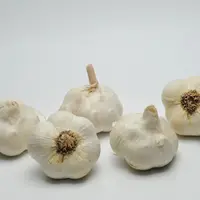 En ail blanc, les calibres sont plutôt moyens cette année.  © Archives FLD