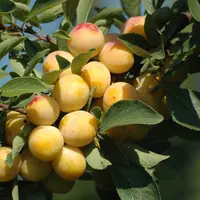 La récolte des mirabelles de Lorraine a commencé cette année le 28 juillet ! © Mirabelles de Lorraine - ...
