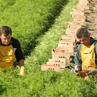 Même si l'été fut chaud, la production normande a moins souffert cette année qu'en 2019, année de sécheresse.  © AOP Jardins de Normandie