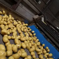 Les importations britaniques de pommes de terre ont représenté 1,03 Mt, soit une baisse de 33 % par rapport à la saison précédente  © Europatat