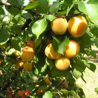Les abricots de Savajols sont destinés au marché européen.  © Pierre-Louis Berger - FLD