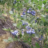 Les récentes pluies devraient apporter une myrtille de bon calibre et de bonne qualité.  © Philippe Gautier -FLD