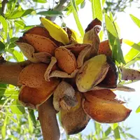 Les tonnages de cerises d'industrie baissant d'année en année, la coopérative a décidé de miser sur la culture de l'amande et de la pistache.  © Pierr
