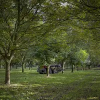 Globalement, sur la zone AOP Noix de Grenoble, la récolte est estimée à 10 000 t environ, peut-être plus, contre 8 200 t en 2019. © Noix de Grenoble