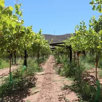 Après une campagne 2019-2020 rendue difficile par les conditions météorologiques, la récolte de raisin de table revient à la normale cette année en Af