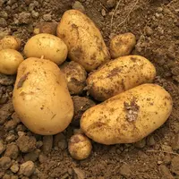 Depuis 2012, une enquête AND-CNIPT des emblavements bio est réalisé sur 80 % de la production totale sous contrat. © Ferme de la Motte
