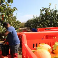 Le kaki, le nouveau fruit à la mode. © Julia Commandeur - FLD