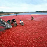 L’eau est indispensable aux producteurs de canneberges : pour la vitalité de la plante mais aussi lors de la récolte du précieux petit fruit (photo) m