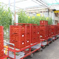 Des aménagements ont été mis en place dans les serres comme en station pour respecter les gestes barrières. © Véronique Bargain - FLD