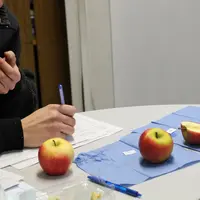 Les variétés sont dégustées au début de la commercialisation, quand les variétés sont à leur optimum qualitatif.