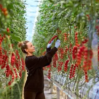 10 à 20 % des tomates produites par Hoogstraten sont expédiées en France.