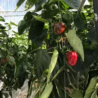 Des projets de diversification ou d'implantation de serres de poivron origine France, pour répondre à la demande de plus en plus vive, étaient bien av