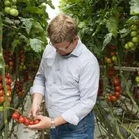 Aux Pays-Bas, entre 2019 et 2021, la consommation de la tomate est en hausse et le segment qui a le plus progressé est celui de la grappe (+29 % en 20