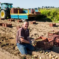 Sur l'île de Batz, la récolte de pommes de terre primeur n’a pas été trop perturbée par les gels tardifs du printemps.