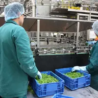 Les projets d'investissement visés devront renforcer l’autonomie et la résilience du secteur de la transformation des fruits et légumes. © Philippe Ga