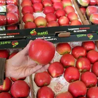 La pomme Natti est une variété Club et de terroir. © Julia Commandeur - FLD