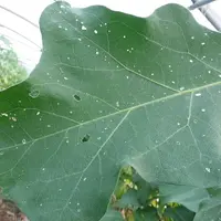 Les adultes d'altise se nourrissent des feuilles en les perforant, et s’attaquent également aux fleurs et aux fruits, réduisant la qualité de la récol
