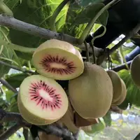 Les opérateurs français se saisissent du kiwi rouge
