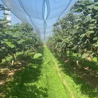 Cancel Fruits va planter 8ha de vergers de kiwis verts dont 5 ha en bio, à Meauzac (Tarn-et-Garonne)