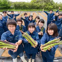 L'engouement des Japonais pour l'asperge les conduit à innover dans des techniques de production précoces et intensives.