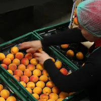 Entre six et huit références pourraient être développées pour la segmentation de l’abricot afin de répondre aux différents besoins des consommateurs.