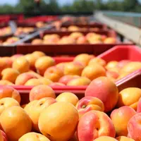 La couleur préférée des abricots par les consommateurs est l’orange et l’orange pigmenté de rouge.