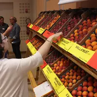 Les consommateurs au profil « tolérant» acceptent des abricots fermes et acides, mais rejettent les abricots farineux.