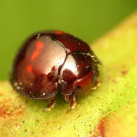 Chicolorus bipustulatus