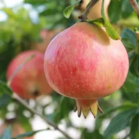 Seuls quelques vergers ont des rendements supérieurs à 15 tonnes par hectare, beaucoup plafonnent entre 5 et 10 tonnes.
