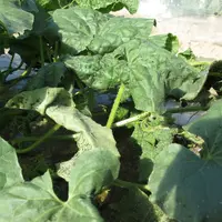 Si la bouillie n’atteint pas les pucerons cachés dans les feuilles crispées, le produit ne peut pas faire effet.